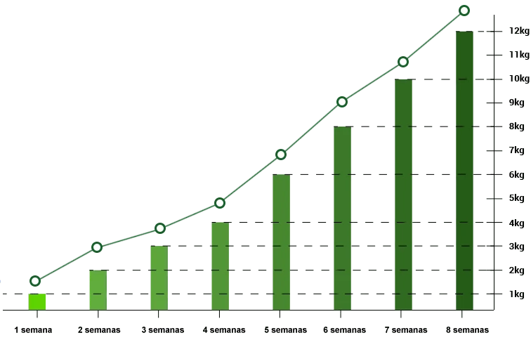 Gráfico de progreso en la pérdida de peso con Green Barley Plus